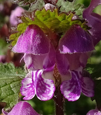 lamium maculatum