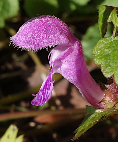 lamium maculatum