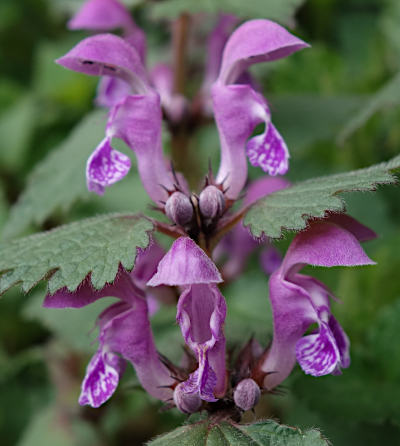 lamium maculatum