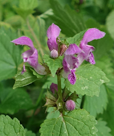 lamium maculatum