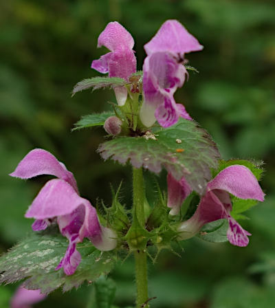 lamium maculatum