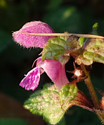 lamium maculatum