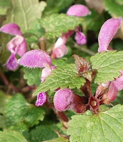 lamium maculatum