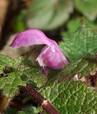 lamium maculatum