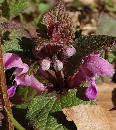 lamium maculatum