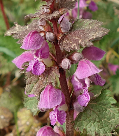 lamium maculatum