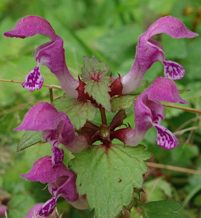 lamium maculatum