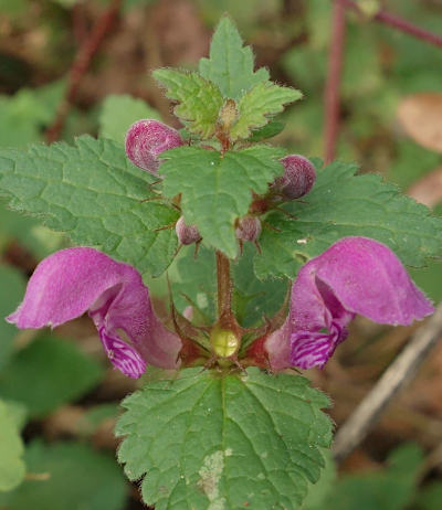 lamium maculatum