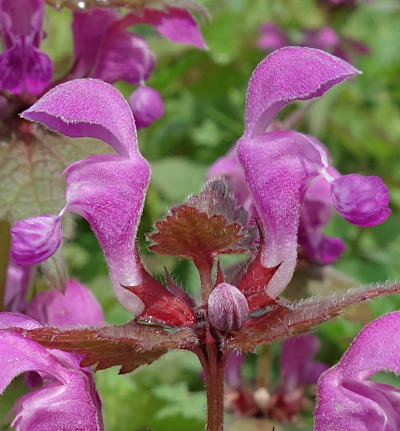 lamium maculatum