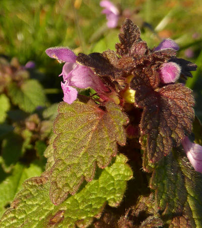 lamium purpureum