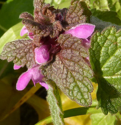 lamium purpureum