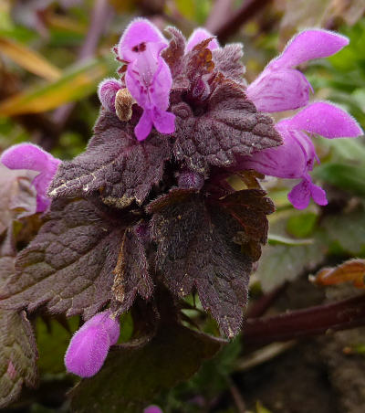 lamium purpureum