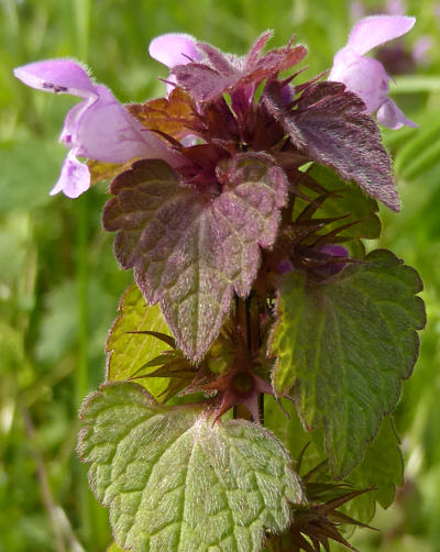 lamium purpureum