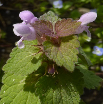 lamium purpureum