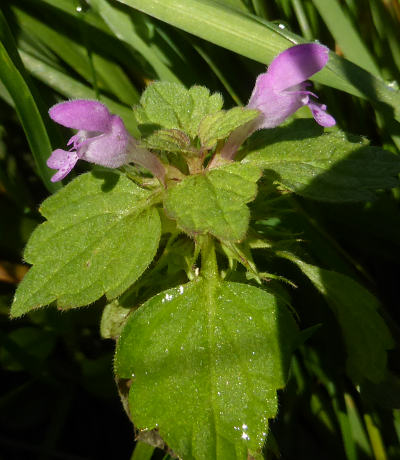 lamium purpureum