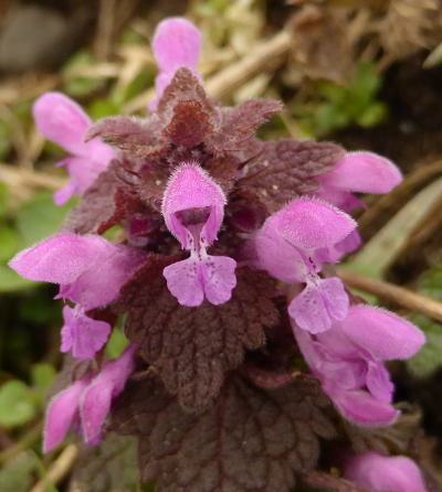 lamium purpureum