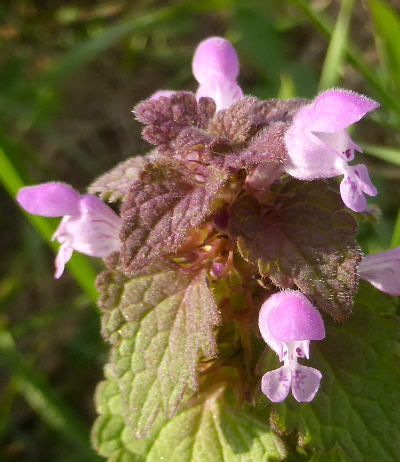 lamium purpureum