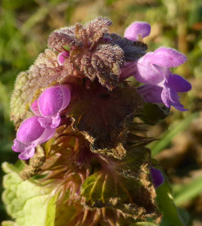 lamium purpureum