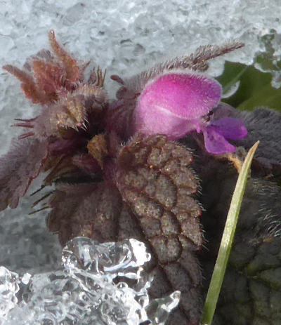 lamium purpureum