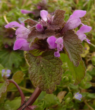 lamium purpureum