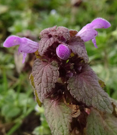 lamium purpureum