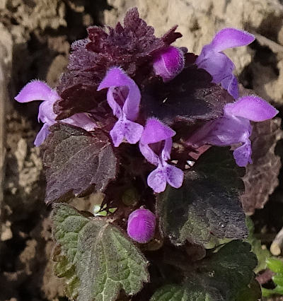 lamium purpureum