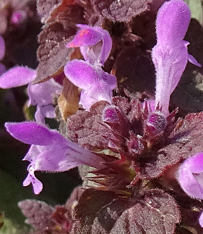 lamium purpureum