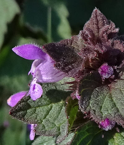 lamium purpureum