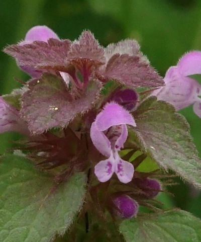 lamium purpureum