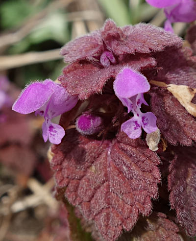 lamium purpureum