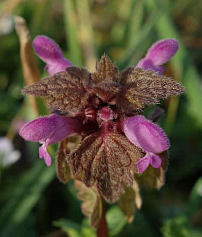 lamium purpureum