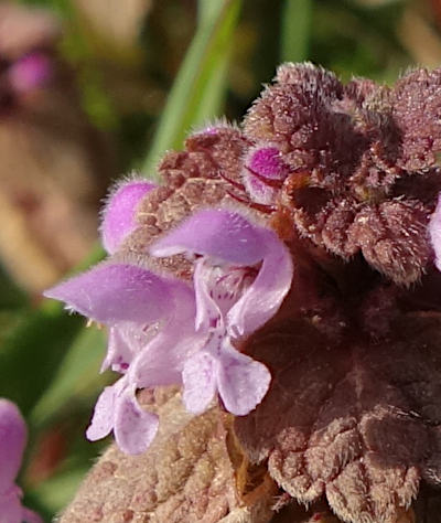 lamium purpureum