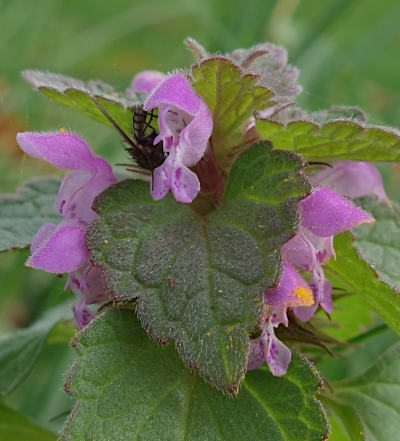 lamium purpureum