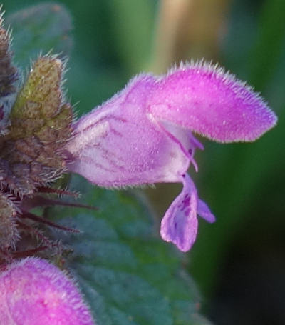 lamium purpureum