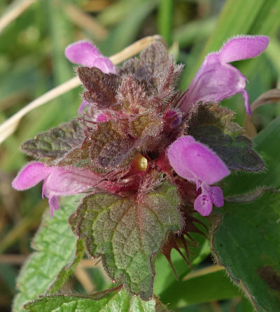 lamium purpureum