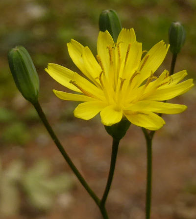 lapsana communis