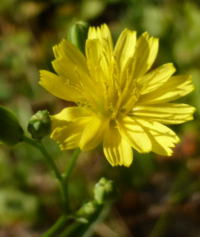 lapsana communis