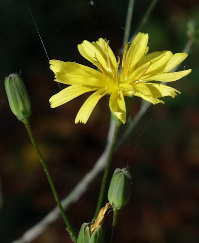 lapsana communis