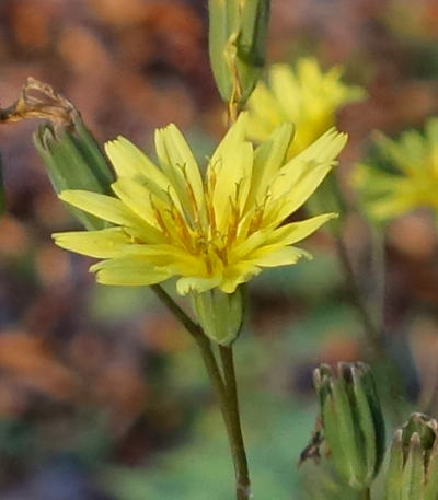 lapsana communis