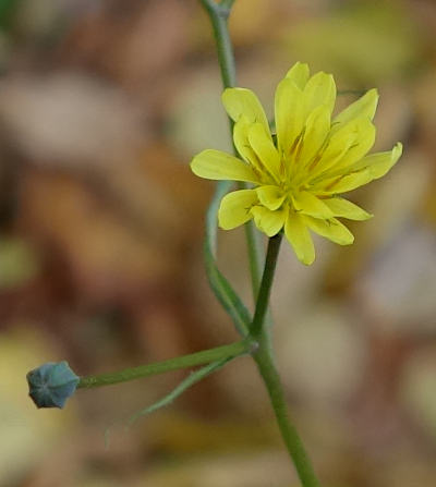 lapsana communis