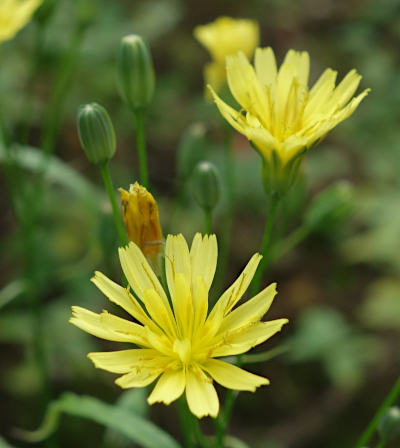 lapsana communis