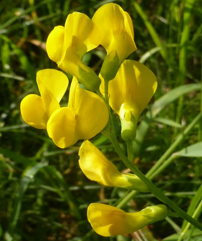 lathyrus pratensis