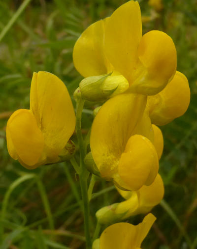 lathyrus pratensis