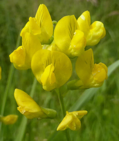 lathyrus pratensis