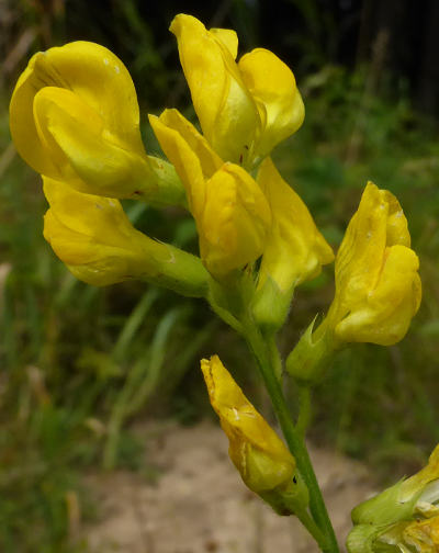 lathyrus pratensis