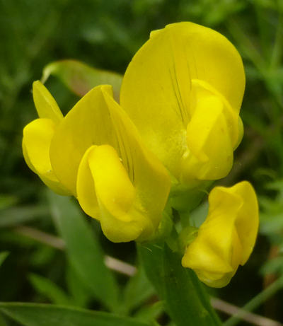 lathyrus pratensis