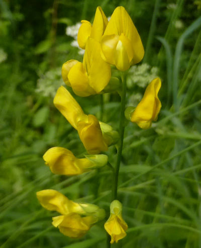 lathyrus pratensis