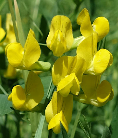 lathyrus pratensis