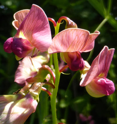 lathyrus vernus