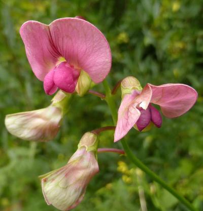 lathyrus sylvestris